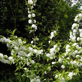 Prunus Glandulosa ` 